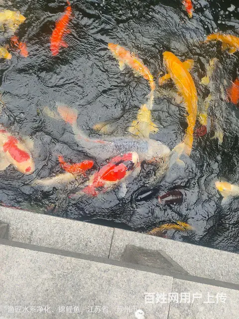 【搞定了！】苏州锦鲤渔场批发零售锦鲤鱼 - 图片 5