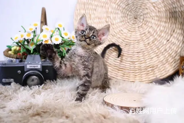 哪里有卷毛猫卖的 双血统卷毛猫多少钱 - 图片 3