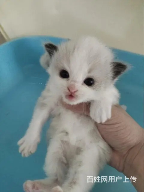 自家猫舍小奶猫 - 图片 7