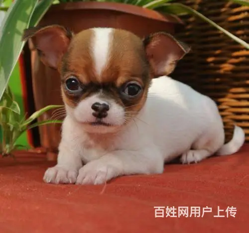吉娃娃幼犬 吉娃娃怎么卖 北京哪里出售吉娃娃 - 图片 2