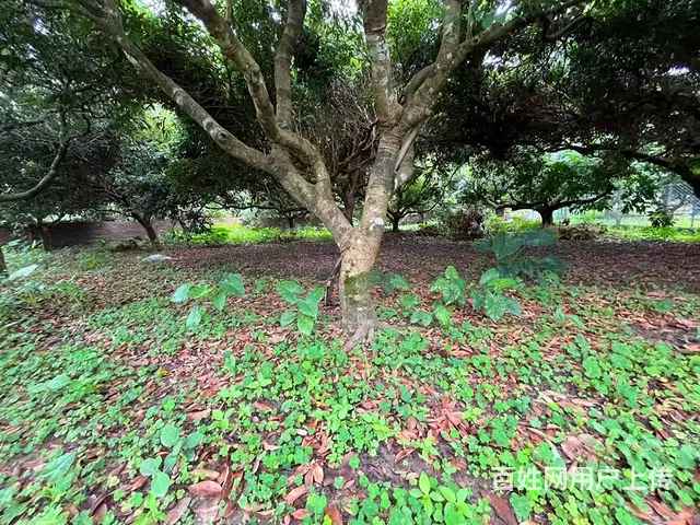 从化区桃花小镇旅游区附近1.5亩平地果园整体转让 - 图片 12