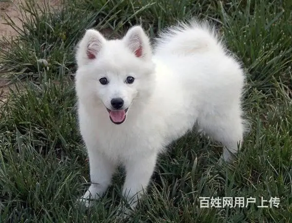 银狐犬 纯种银狐 CKU认证血统 保纯保健康 可签 - 图片 7