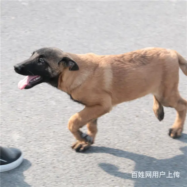 吕梁好的马犬哪里有卖，好的马犬如何挑选 - 图片 7