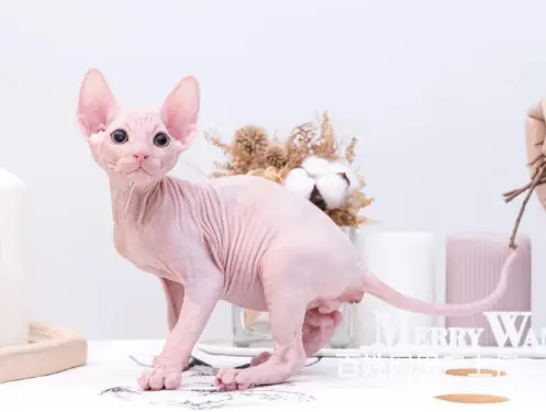 拉萨出售自家繁殖纯种无毛猫 斯芬克斯猫 保健康 - 图片 3
