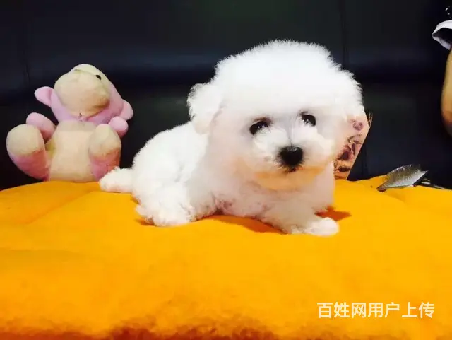 抚州哪儿有卖比熊的宠物店，宠物店本地地址 - 图片 11
