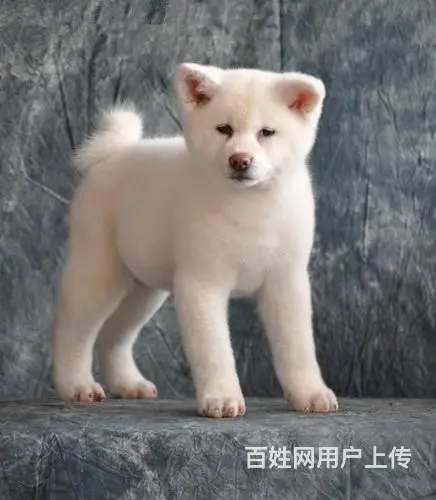 自家繁殖秋日系田幼犬 保证健康品质市内可送 - 图片 3