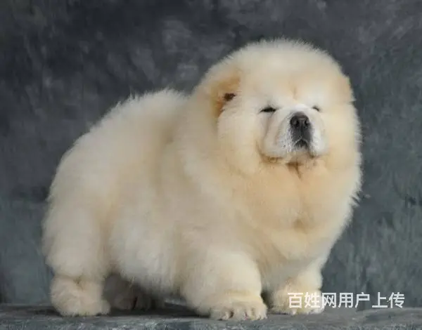 出售纯种松狮幼犬  松狮图片  松狮价格 - 图片 6