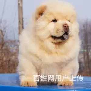 纯种肉嘴松狮幼犬多窝出售公母均有 签保障协议 - 图片 3