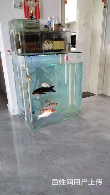 锦鲤，锦鲤鱼苗 - 图片 5