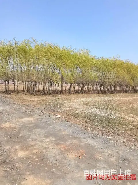 自家果木 树木 价格电联 - 图片 4