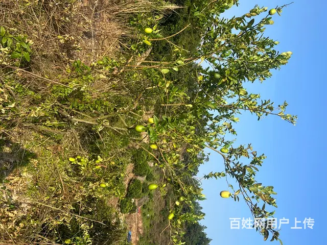 200来亩水果基地和空地招合作 - 图片 2