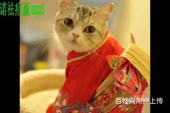 常州顺通宠物为您托运服务 - 图片 2