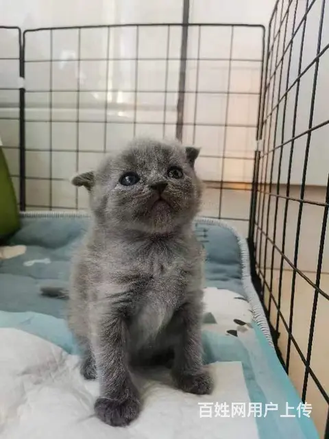 自家养蓝猫蓝白 - 图片 4