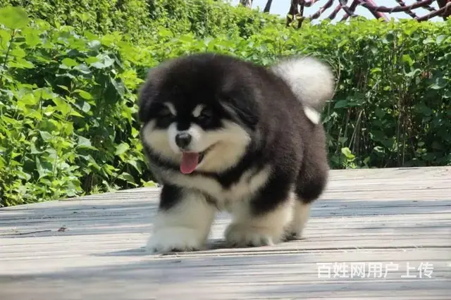 熊版纯种阿拉斯加犬专业繁殖犬舍 可上门看狗现货实价 - 图片 2