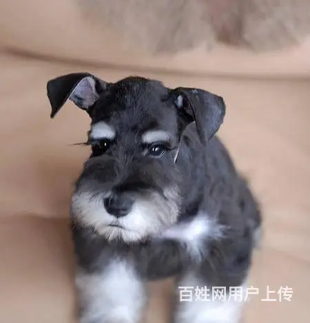 广州买狗首选推荐 正规犬舍纯种迷你雪纳瑞犬多只待售 - 图片 7