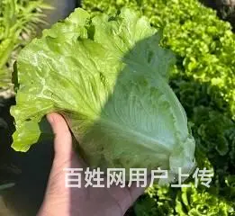 广州食堂食材供应，生鲜蔬菜一站式配送，冷链车保鲜送 - 图片 3