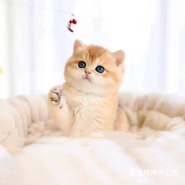 常州专门繁殖金渐层猫舍█金渐层猫舍地址电话 - 图片 4