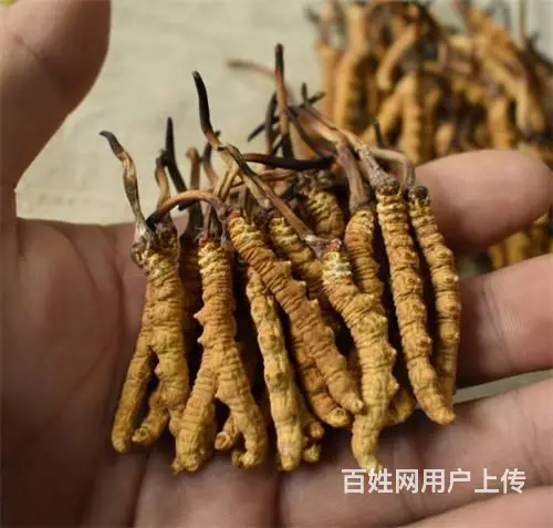 花都回收冬虫夏草价格和冬虫夏草的功效 - 图片 6