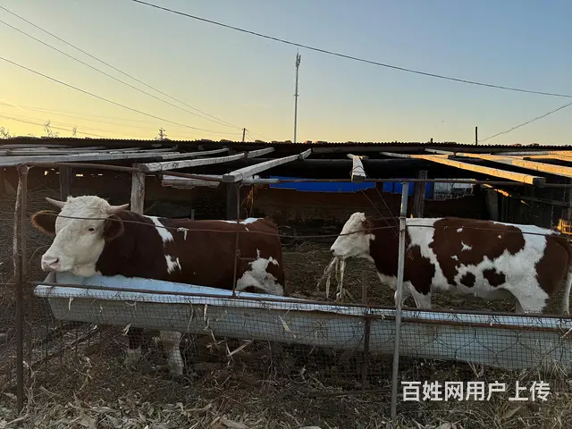 自家养殖牛，西门塔尔 - 图片 5