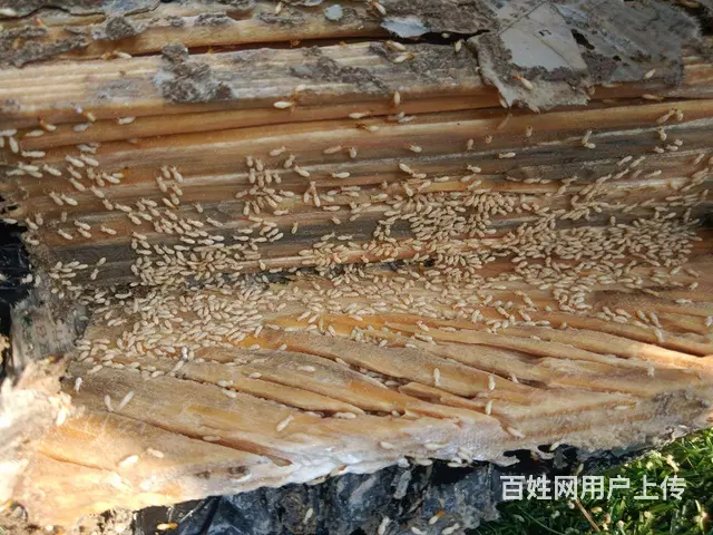 白蚁防治、虫害消杀 - 图片 1