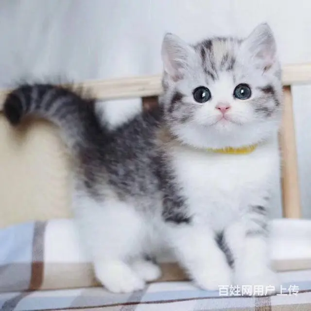 常州猫舍美短猫多少钱一只哪里有本地买CFA认证猫舍 - 图片 3