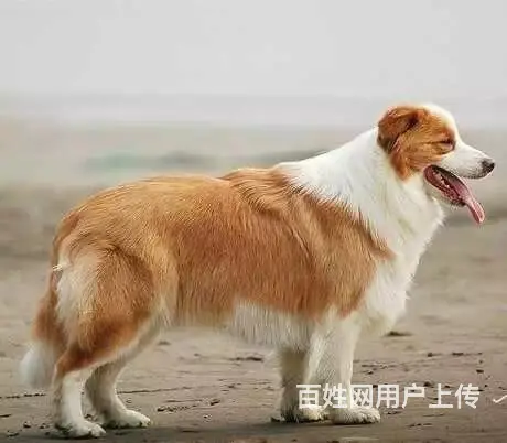 宿迁哪卖边牧，哪有边牧，谁家的边牧靠谱 - 图片 12