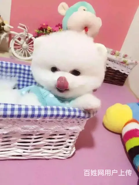 广州博美犬一只多少钱 实体犬舍 自家繁殖保健康 - 图片 3