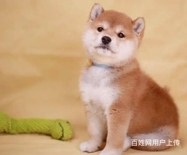 纯种柴犬 赤红色柴犬 黑色柴犬 三个月包退换保健康 - 图片 3