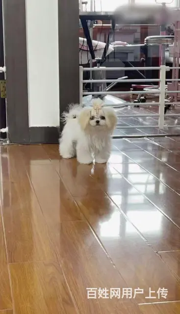 徐州市专业家养纯种马尔济斯 - 图片 4