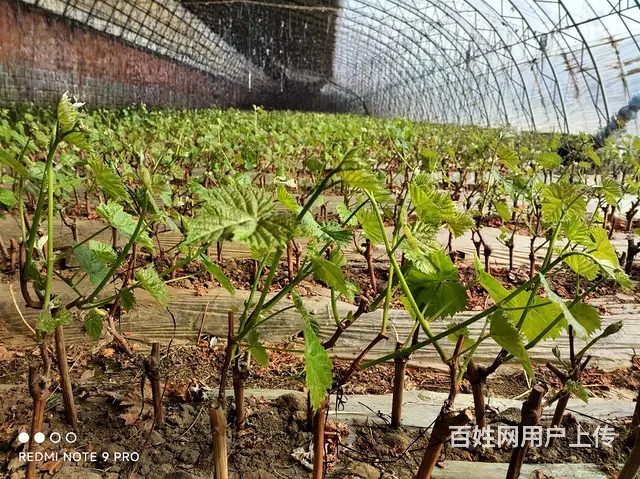 预汀出售阳光玫瑰葡萄嫁接芽子 - 图片 1