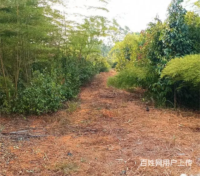 广东韶关150亩林地转让18年年限 - 图片 1