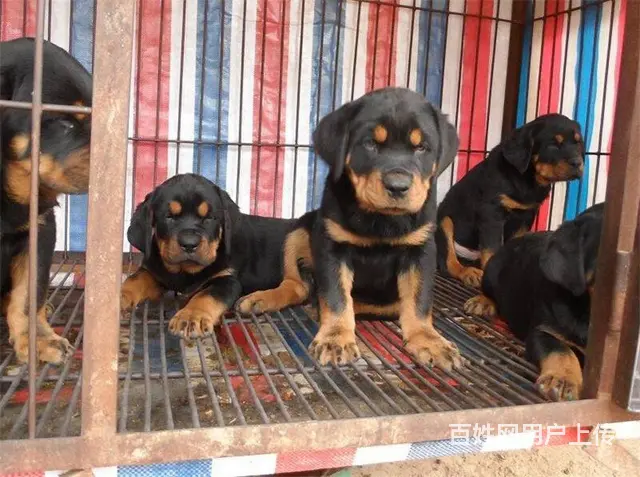 精品罗威纳大量幼犬罗威纳价格罗威纳性格图片视频 - 图片 11