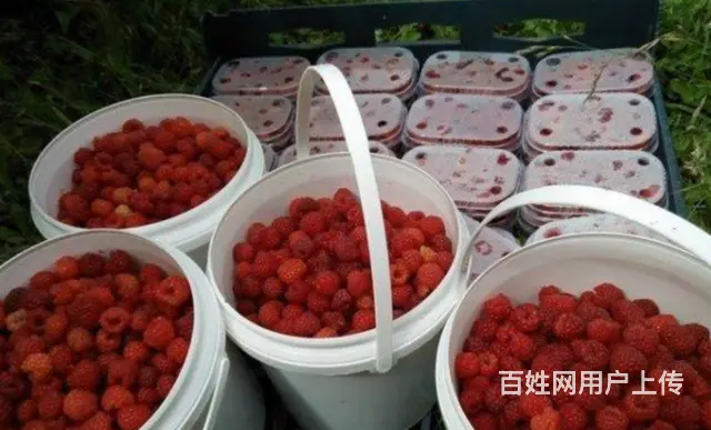 澳洲高薪招聘矿工月薪65000包吃住 - 图片 5