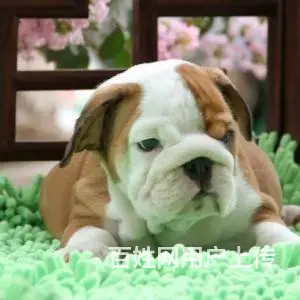 咸阳本地英国斗幼犬多少钱？犬舍只繁殖纯种精品健康签 - 图片 6