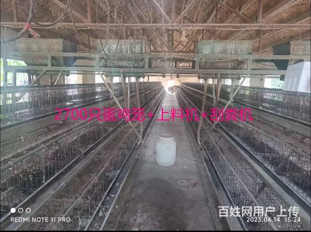 蛋鸡养殖设备 - 图片 4