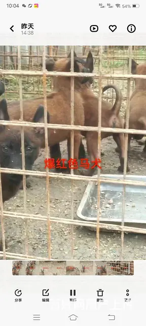 出售爆红马犬 - 图片 2