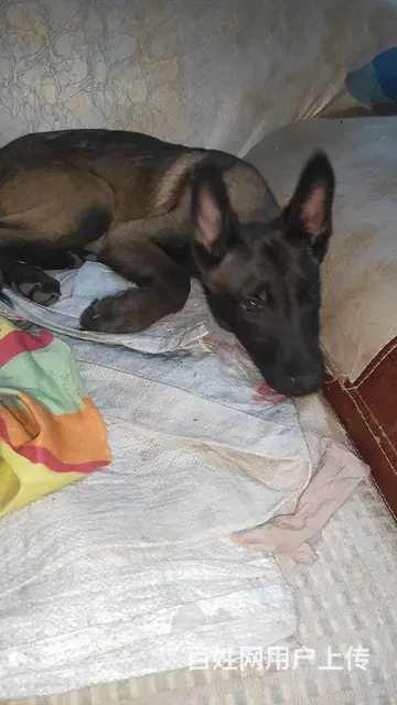 个人家养4个月黑马犬兴奋度好性子烈看家护院好帮手 - 图片 1