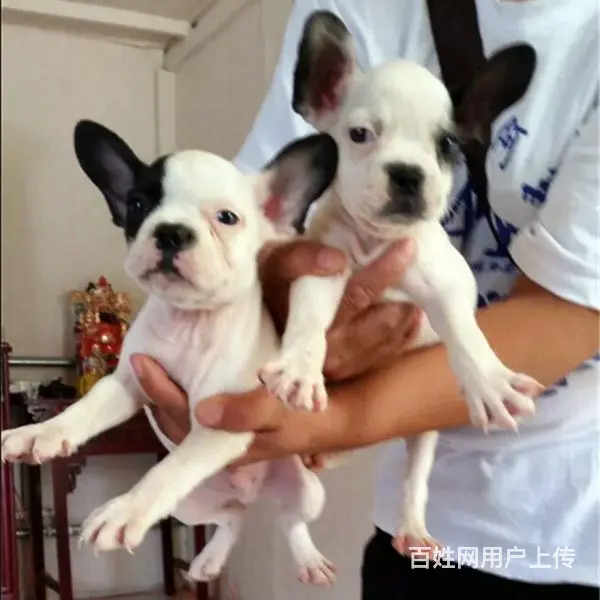 辽阳现在卖法斗的哪家靠谱些，靠谱的卖法斗商户 - 图片 12