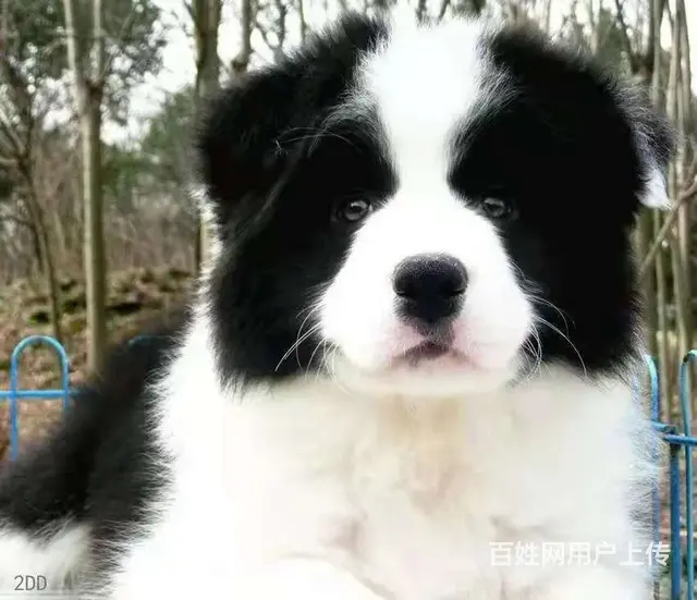 出售   高品质边牧宝宝【益帆边境犬舍】 - 图片 7