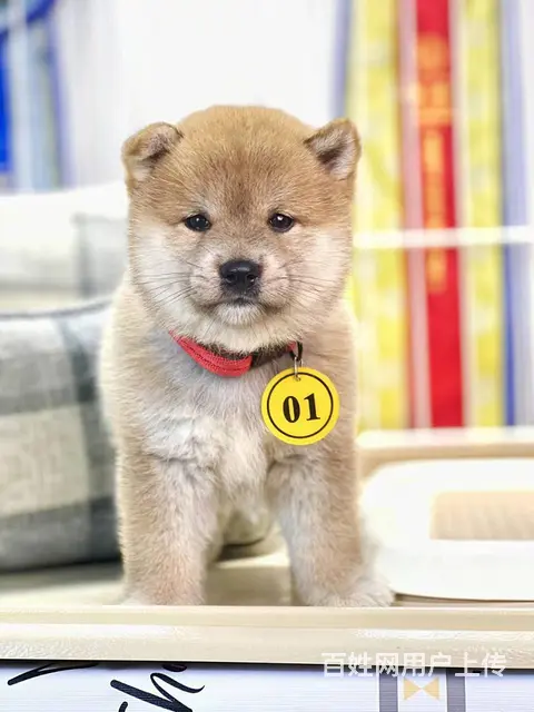 本地推荐精品柴犬保纯种健康可签协议 - 图片 2