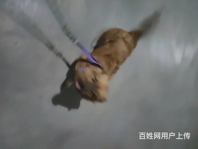 狗狗赠送四个月狗狗。 - 图片 3