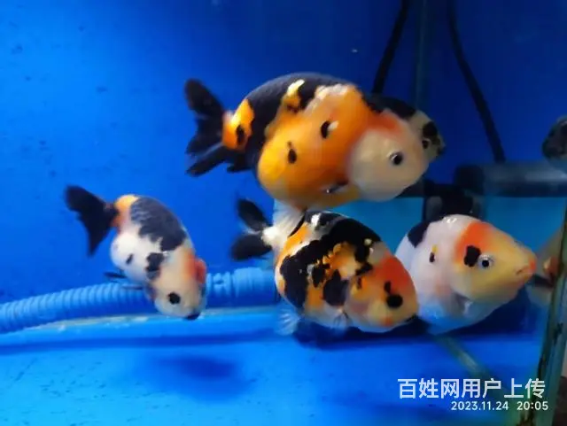 打包出5条精品兰寿，280元，自来水养大适合鱼友家养，尺寸7 - 图片 3
