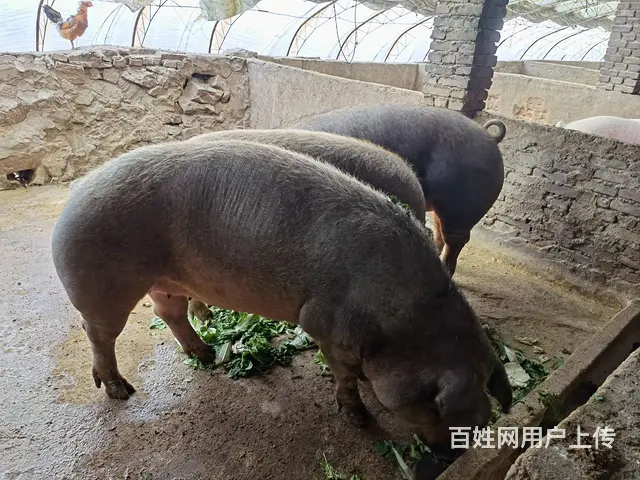 两年以上的笨猪 - 图片 6