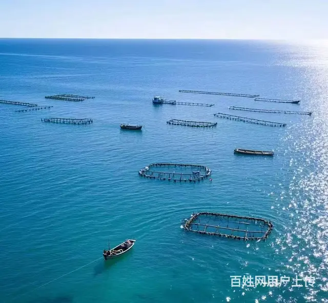 【创美】烟台海阳优质养殖海域出租 - 图片 4