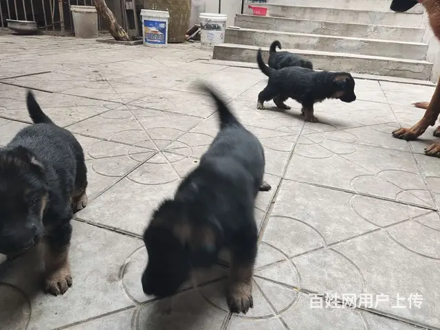 出售家养德牧 - 图片 1