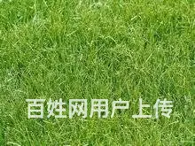 娄底草皮价格怎么样，铺设效果好吗，在哪有草皮买？ - 图片 9