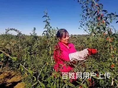 现在出国到新西兰做劳务可靠吗，建筑工司机农场普工 - 图片 5