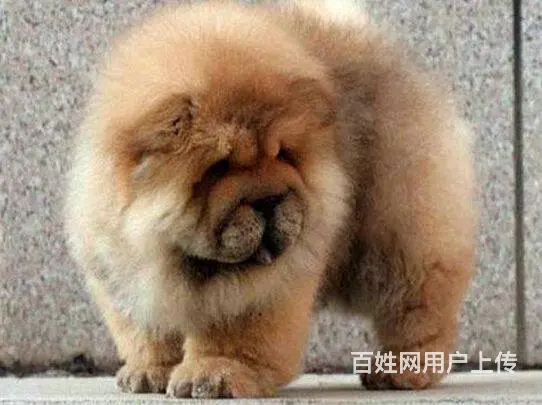 出售纯种松狮幼犬  松狮图片  松狮价格 - 图片 4