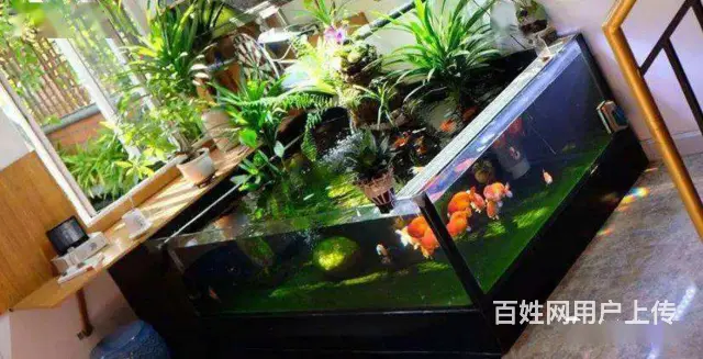 苏州玻璃鱼缸定做定制养护公司电话 - 图片 3