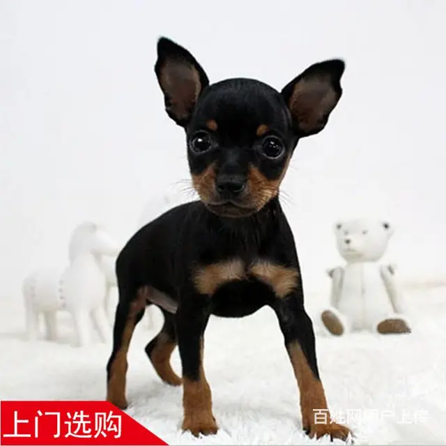 六安纯种小鹿犬视频 养小鹿犬心得体会 - 图片 1